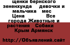 щенки бернского зененхунда. 2 девочки и 2 мальчика(2 мес.) › Цена ­ 22 000 - Все города Животные и растения » Собаки   . Крым,Армянск